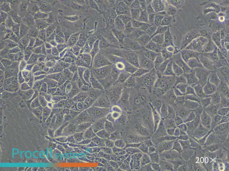 KYSE-270 Cell Complete Medium - 4