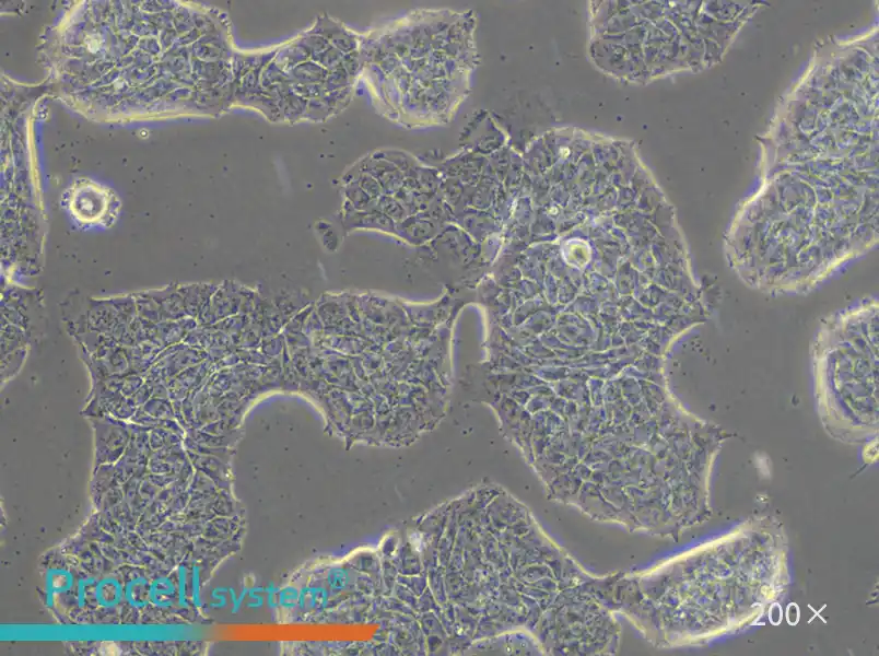RT4 Cell Complete Medium - small - 5