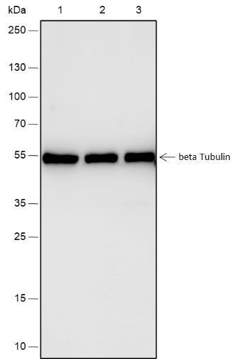 Recombinant beta Tubulin Monoclonal Antibody-searchlist-1