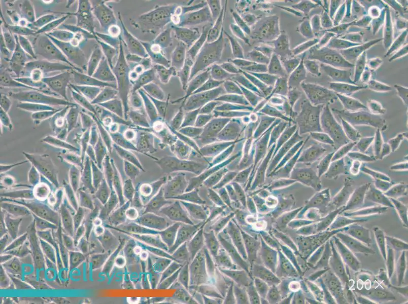 PC-3-GFP Cell Complete Medium - small - 9