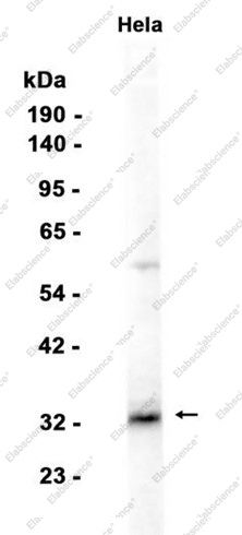 Recombinant FHL2 Monoclonal Antibody - 1