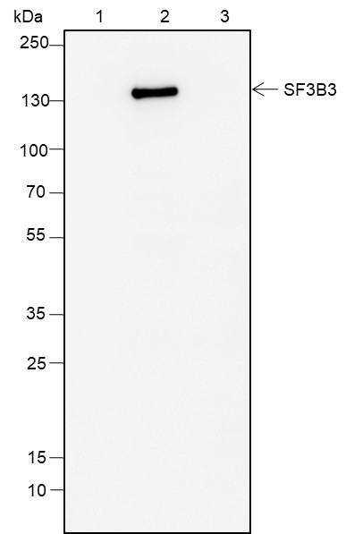 Recombinant SF3B3 Monoclonal Antibody - small - 4