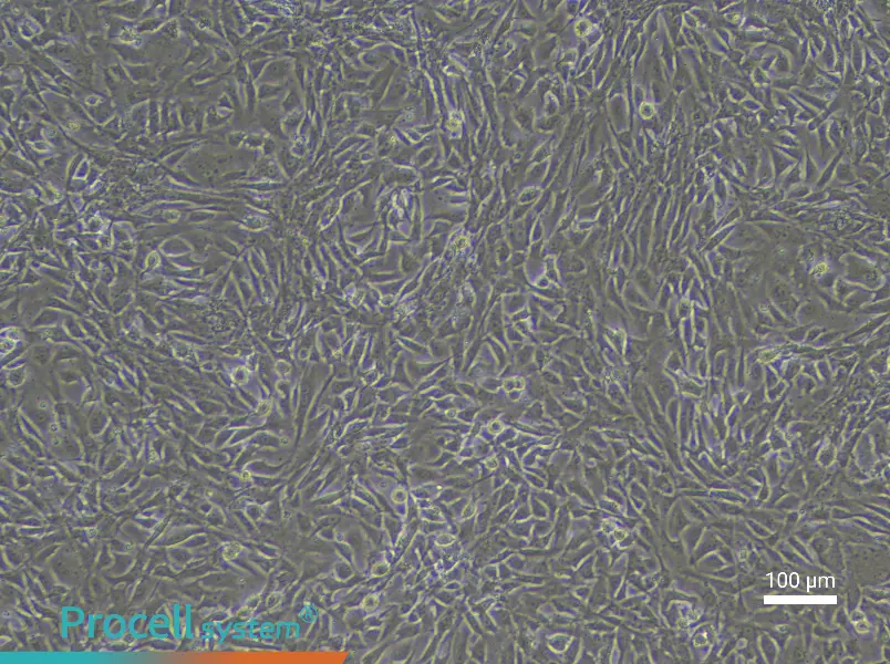 Rabbit Bladder Smooth Muscle Cell Complete Medium - 1