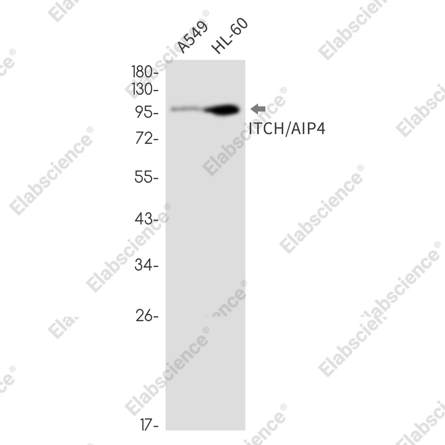 Recombinant ITCH Monoclonal Antibody - 1