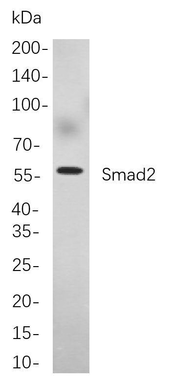 Recombinant Smad2 Monoclonal Antibody-searchlist-1