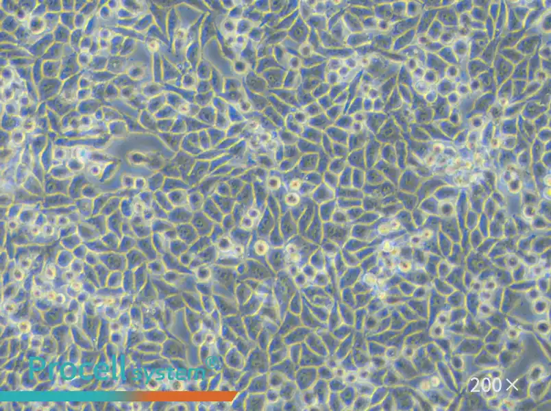 L Wnt-3A Cell Complete Medium - small - 6