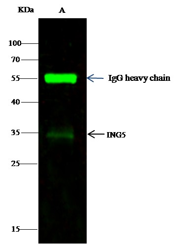 Recombinant ING5 Monoclonal Antibody - small - 1