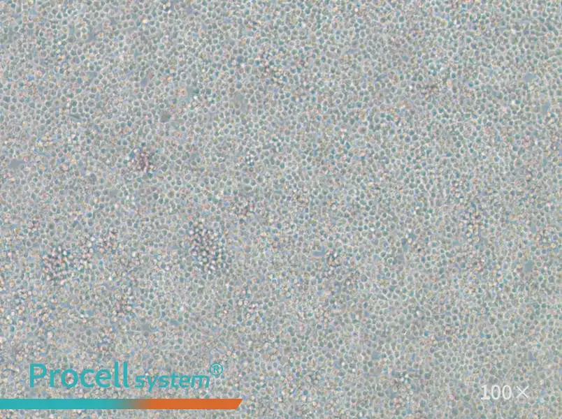 WIL2 S Cell Complete MediumWIL2 S Cell Complete Medium - 3