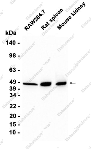 Recombinant SNX5 Monoclonal Antibody - 1