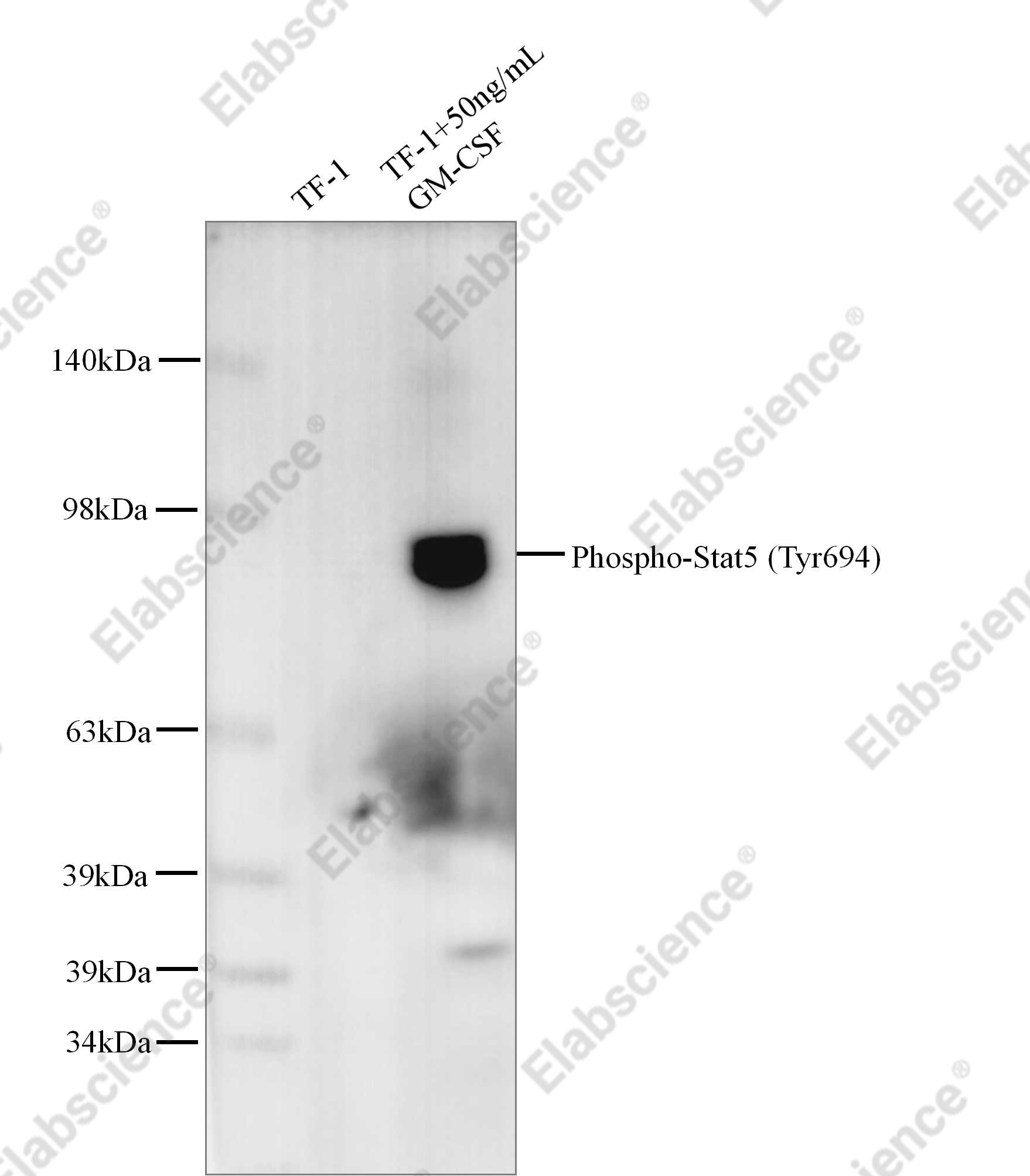 Recombinant Phospho-Stat5 (Tyr694) Monoclonal Antibody - 1
