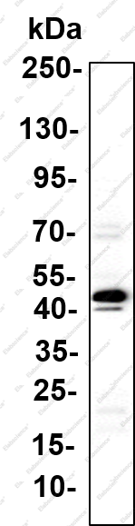 Recombinant TIA1 Monoclonal Antibody - 2