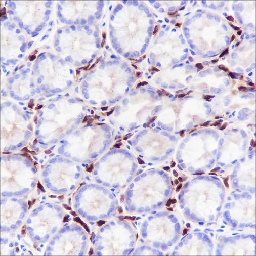 Recombinant IGJ Monoclonal Antibody - 2
