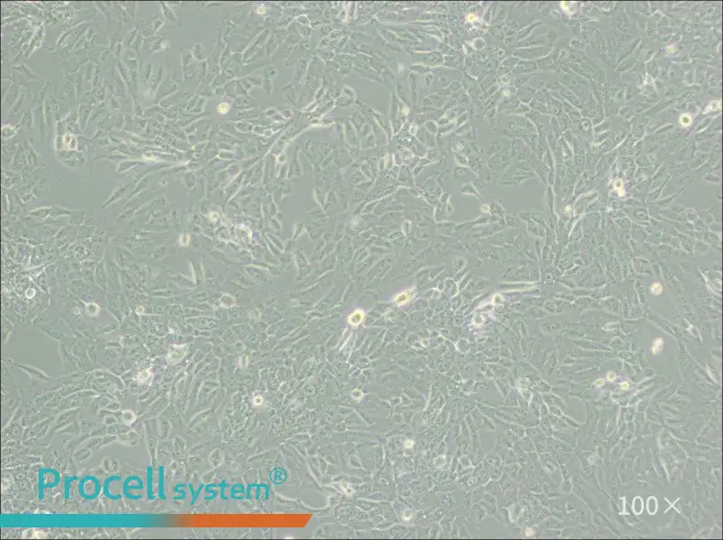 MCF 10A Cell Complete Medium - 1