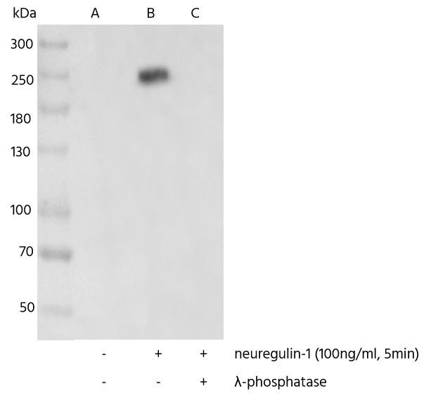 Recombinant Phospho-HER3/ErbB3 (Tyr1289) Monoclonal Antibody - small - 2