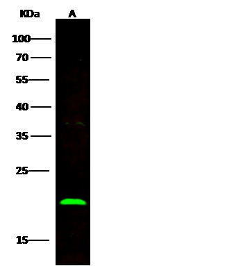 Recombinant BID Monoclonal Antibody - small - 2