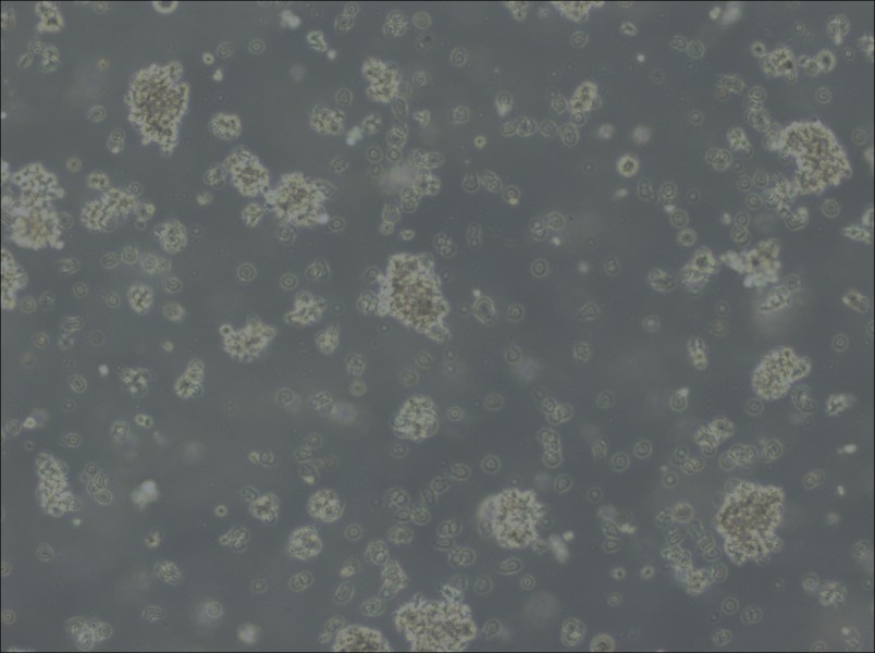Jiyoye Cell Complete MediumJiyoye Cell Complete Medium - 3