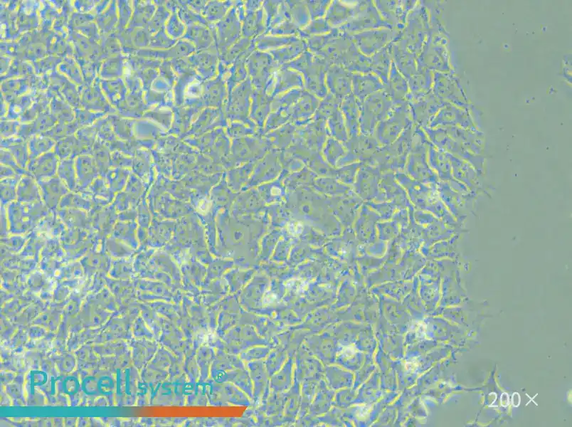 DYR0100 Cell Complete Medium - small - 5