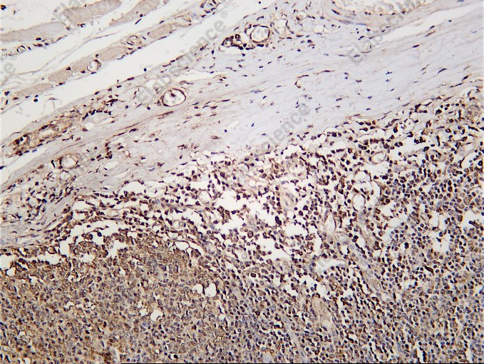 Recombinant Histamine H3 Receptor Monoclonal Antibody - 1