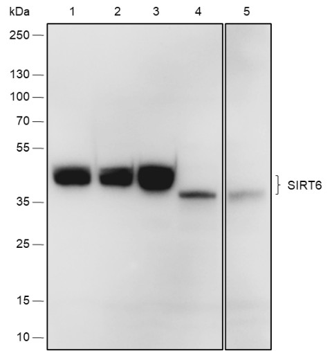 Recombinant SIRT6 Monoclonal Antibody-searchlist-1
