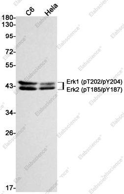 Recombinant Phospho-ERK1 (Thr202/Tyr204) / ERK2 (Thr185/Tyr187) Monoclonal Antibody - 1