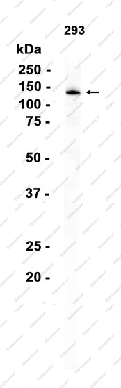 Recombinant APAF1 Monoclonal Antibody - 1