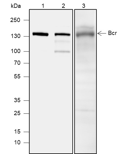 Recombinant Bcr Monoclonal Antibody-searchlist-1