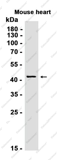 Recombinant PSMC5 Monoclonal Antibody - 2