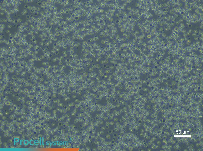 Mouse Splenic Lymphocyte Complete Medium - 6
