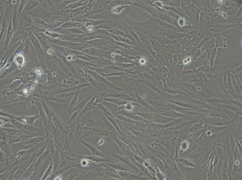 SF126 Cell Complete Medium - 4