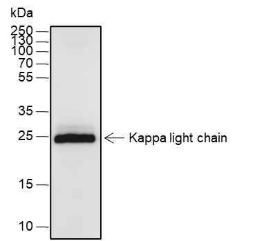 Recombinant Kappa light chain Monoclonal Antibody-searchlist-1