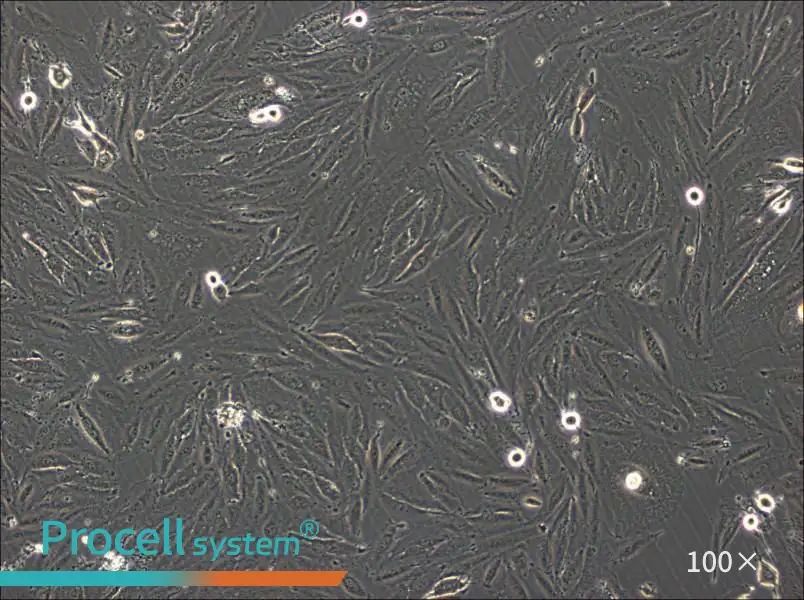 NCI-H2030 Cell Complete MediumNCI-H2030 Cell Complete Medium - 3