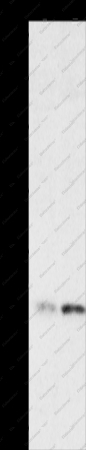 HMGB4 Polyclonal Antibody - 1