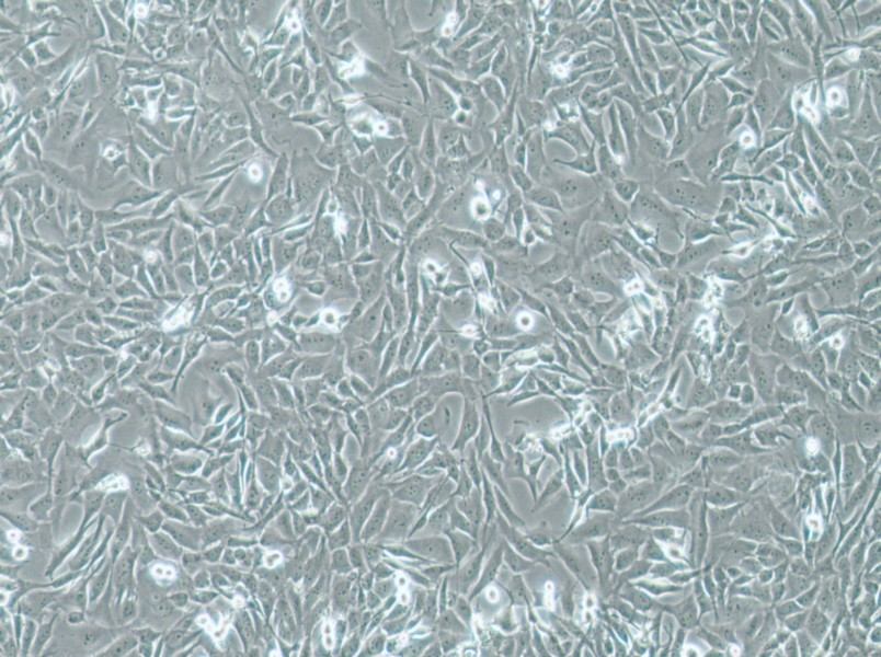 SW1271 Cell Complete Medium-searchlist-1