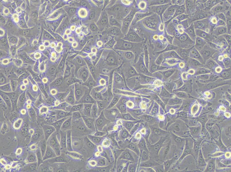 MKN1 Cell Complete Medium - small - 7