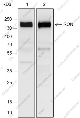 Recombinant RON Monoclonal Antibody - 1