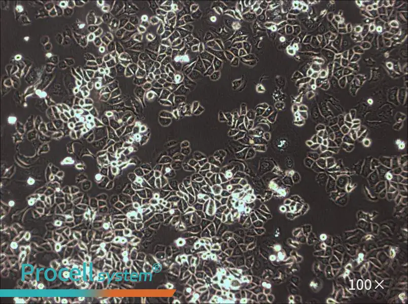 AU565 Cell Complete Medium - 3