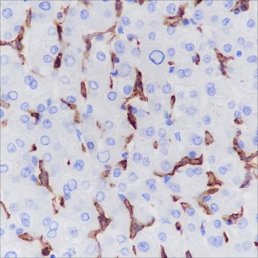 Recombinant CD16a Monoclonal Antibody - 2