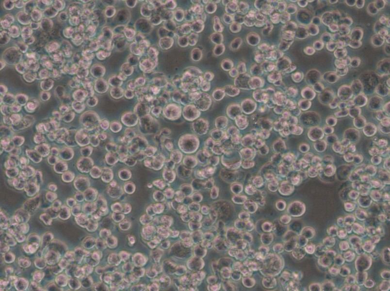 Sf21 Cell Complete Medium - 6