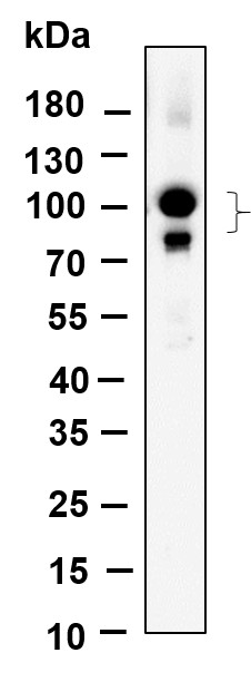 Recombinant CUL4A/B Monoclonal Antibody-searchlist-1