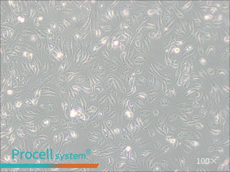 Caki-1 Cell Complete Medium - 1