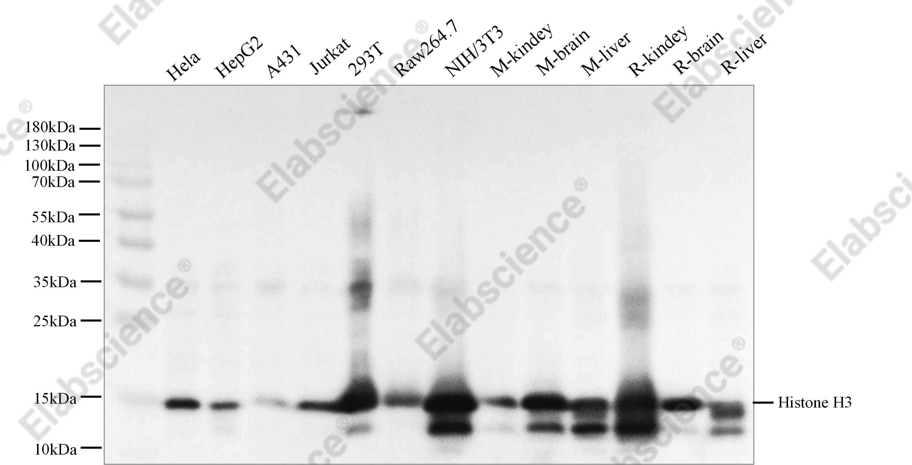 Recombinant Histone H3 Monoclonal Antibody - 1