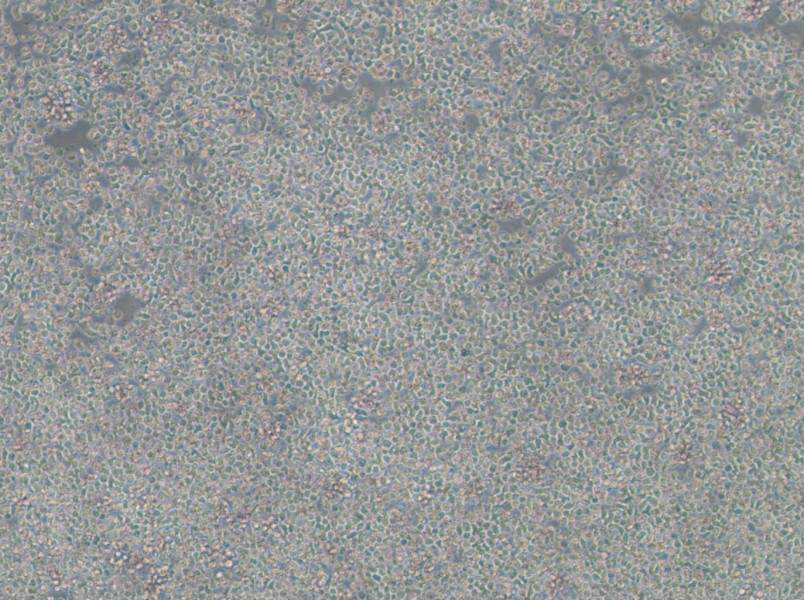 ST486 Cell Complete Medium-searchlist-1