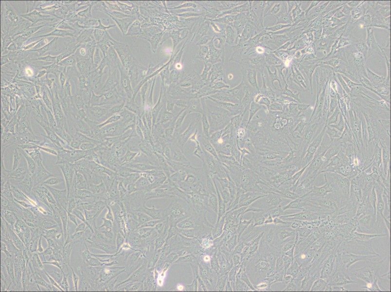 3T3-Swiss albino Cell Complete Medium - 2
