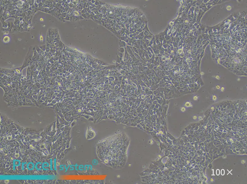 LCLC-97TM1 Cell Complete MediumLCLC-97TM1 Cell Complete Medium - 3