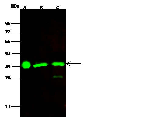 Recombinant ECH1 Monoclonal Antibody - small - 1