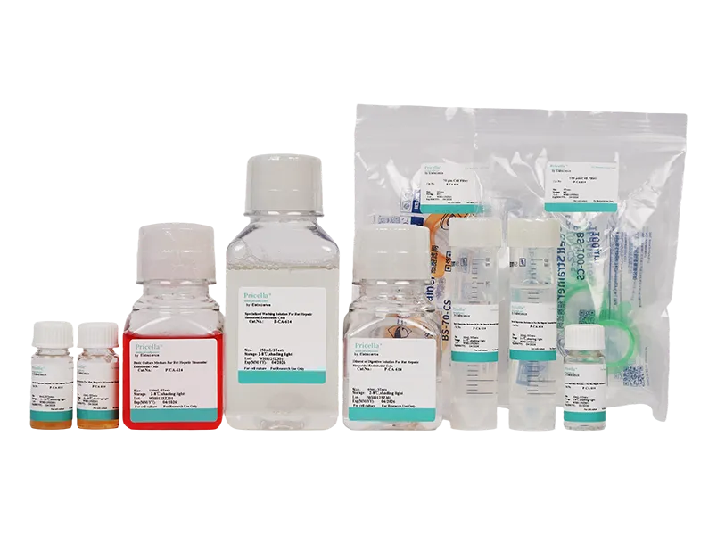 Rat Liver Sinusoidal Endothelial Cells Isolation and Culture Kit - small - 2