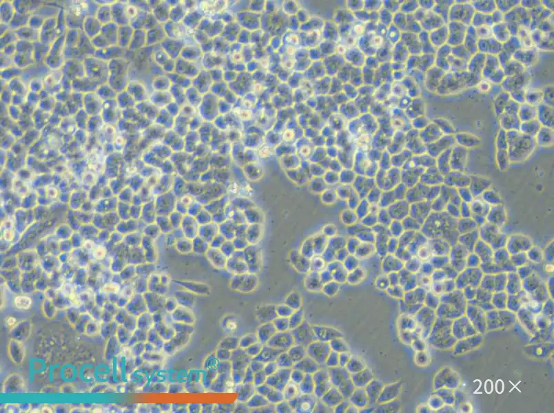 HCT-15-5FU Cell Complete Medium - small - 4