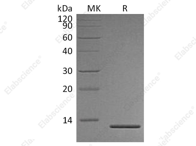 Recombinant Human Persephin/PSPN Protein - 1