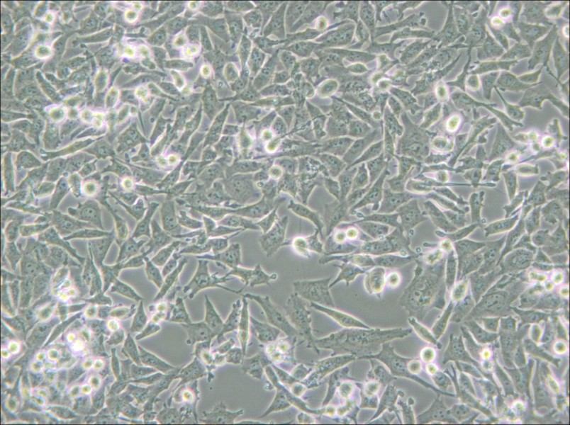 PaTu 8988t Cell Complete Medium - small - 5