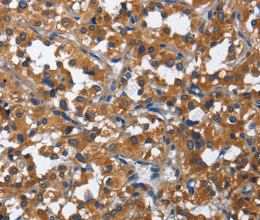 CD27 Polyclonal Antibody - 2